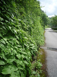 ���ܥ���