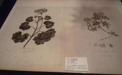 モノクロ銅版画