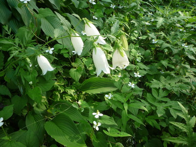 �ۥ���֥���