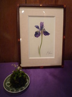 菖蒲