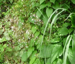 �業�Υ���