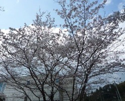 ソメイヨシノ2