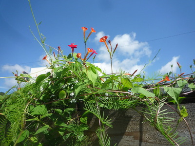 �ޥ�Х륳������