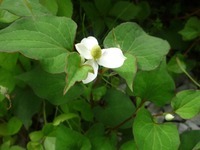 �ɥ�����