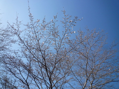 ���ᥤ�襷��