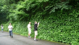 ギボウシ3