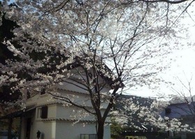 桜と蔵