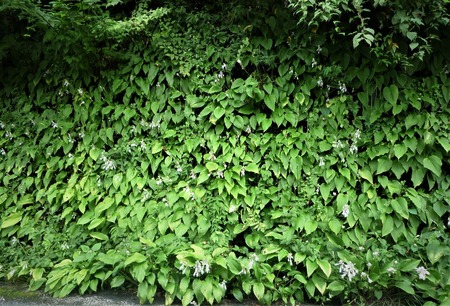 ���ܥ���