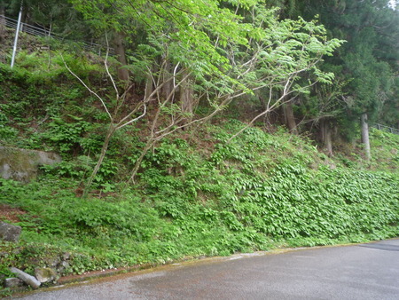 ���ܥ�����