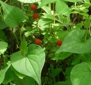 �Υ�����