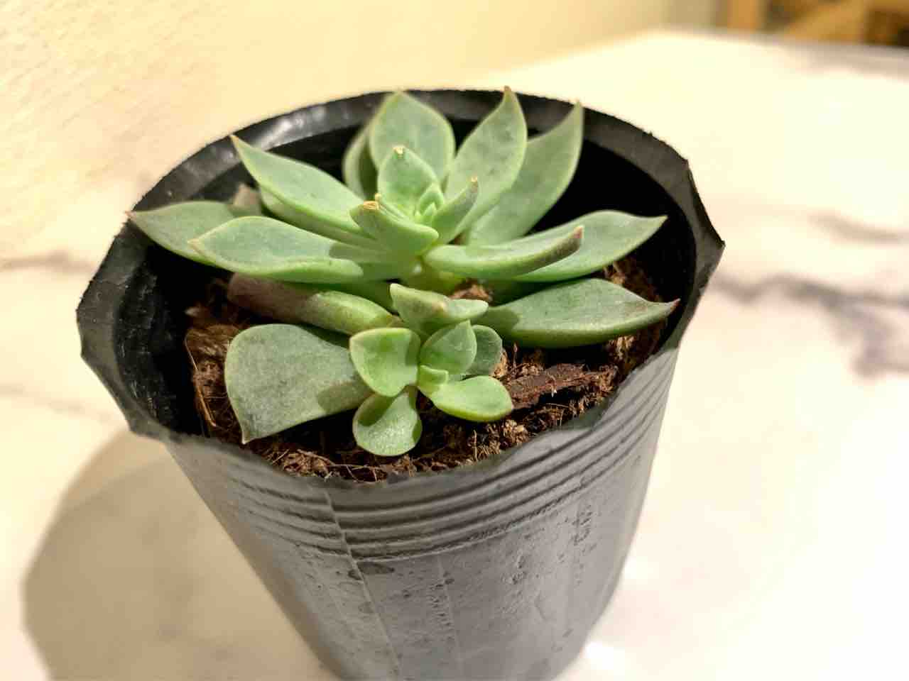 Daiso ダイソー 多肉 5種を紹介 品種特定の参考にどうぞ マンションで植物と暮らす My Garden Life Daiso ダイソー 多肉 5種を紹介 品種特定の参考にどうぞ マンションで植物と暮らす My Garden Life