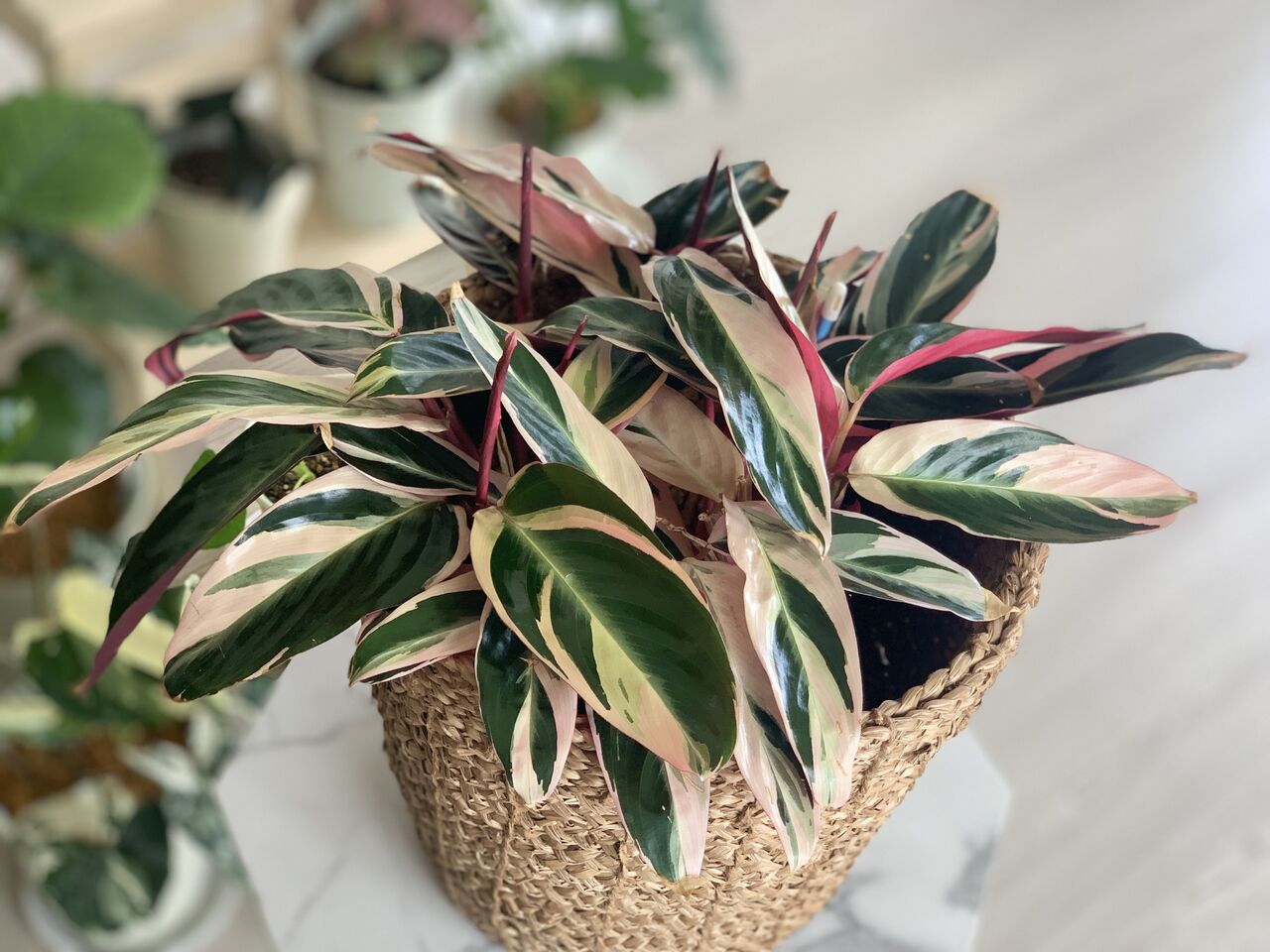 クズウコン科カラテア ストロマンテ マンションで植物と暮らす My Garden Life クズウコン科カラテア ストロマンテ マンションで植物と暮らす My Garden Life