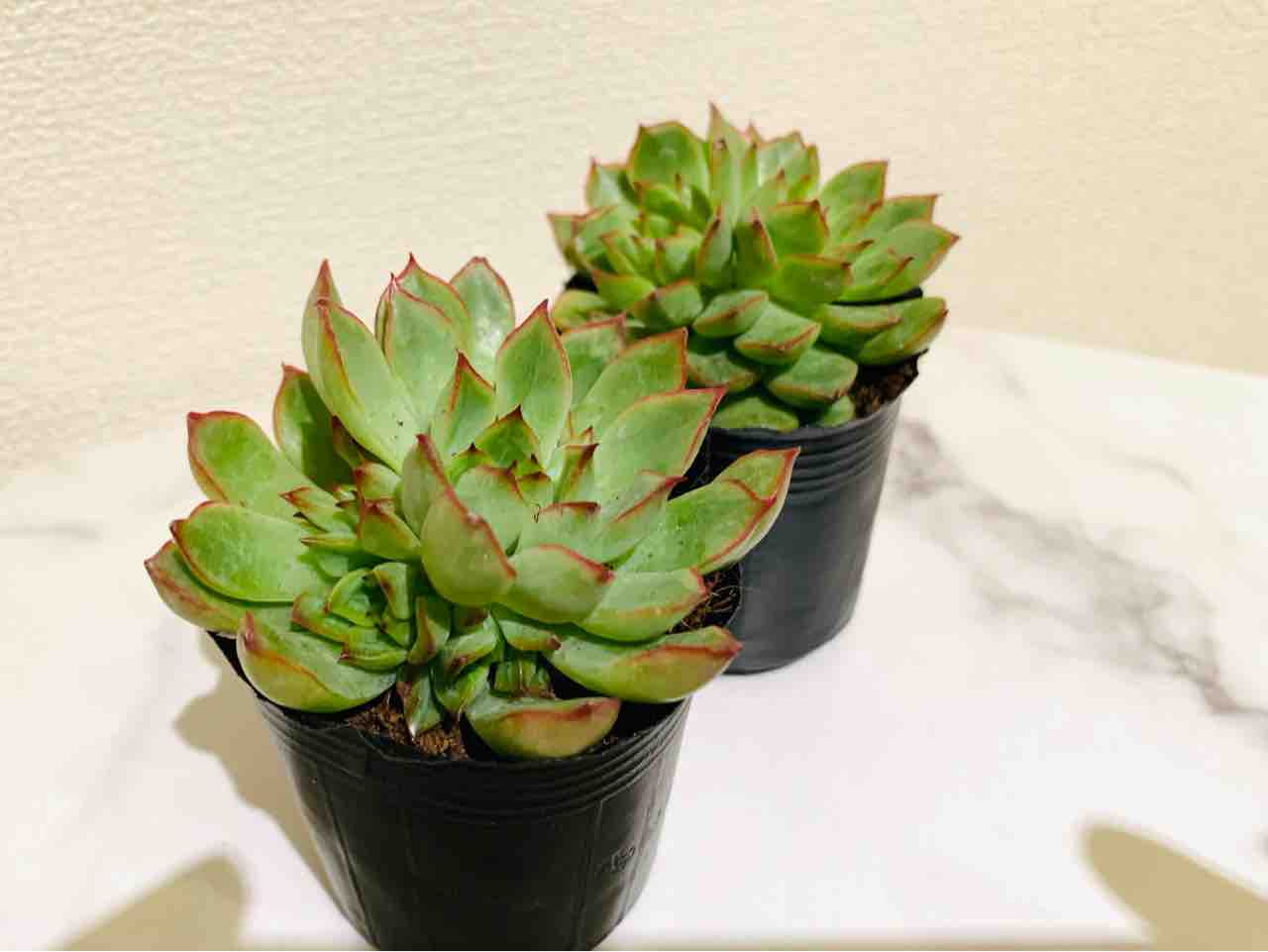 Daiso ダイソー 多肉 5種を紹介 品種特定の参考にどうぞ マンションで植物と暮らす My Garden Life Daiso ダイソー 多肉 5種を紹介 品種特定の参考にどうぞ マンションで植物と暮らす My Garden Life