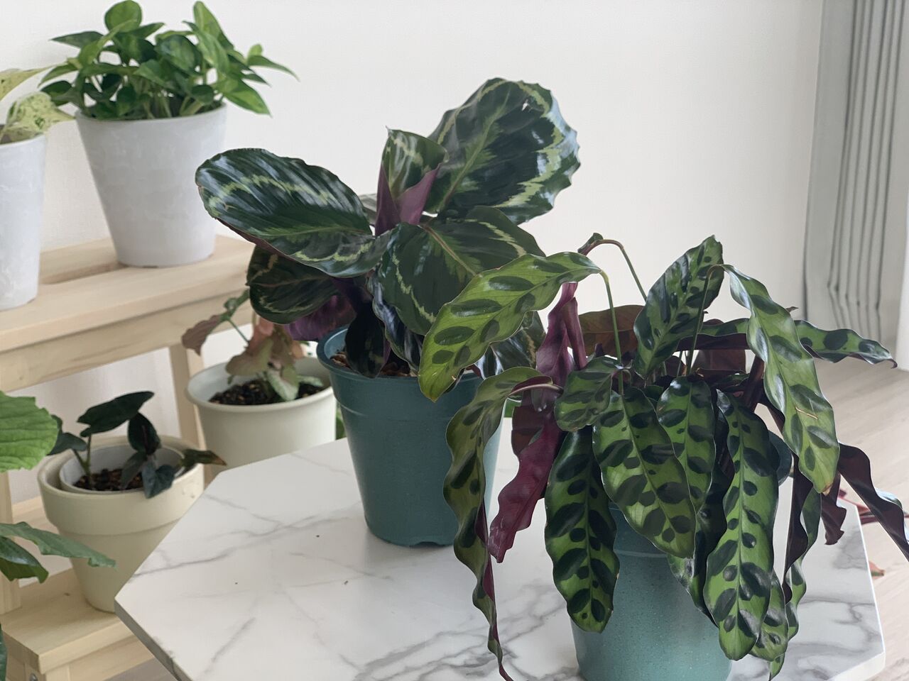 クズウコン科カラテア ストロマンテ マンションで植物と暮らす My Garden Life クズウコン科カラテア ストロマンテ マンションで植物と暮らす My Garden Life
