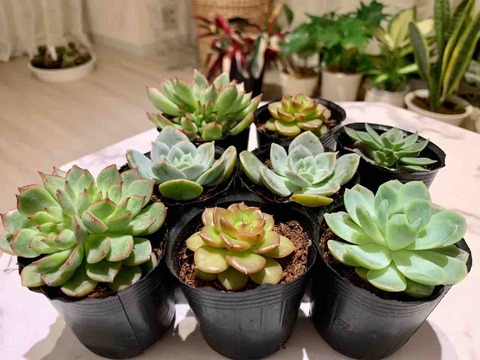 Daiso ダイソー 多肉 5種を紹介 品種特定の参考にどうぞ マンションで植物と暮らす My Garden Life Daiso ダイソー 多肉 5種を紹介 品種特定の参考にどうぞ マンションで植物と暮らす My Garden Life