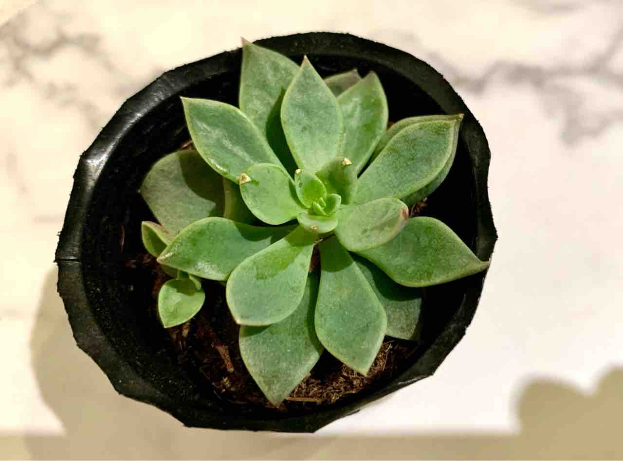 Daiso ダイソー 多肉 5種を紹介 品種特定の参考にどうぞ マンションで植物と暮らす My Garden Life Daiso ダイソー 多肉 5種を紹介 品種特定の参考にどうぞ マンションで植物と暮らす My Garden Life