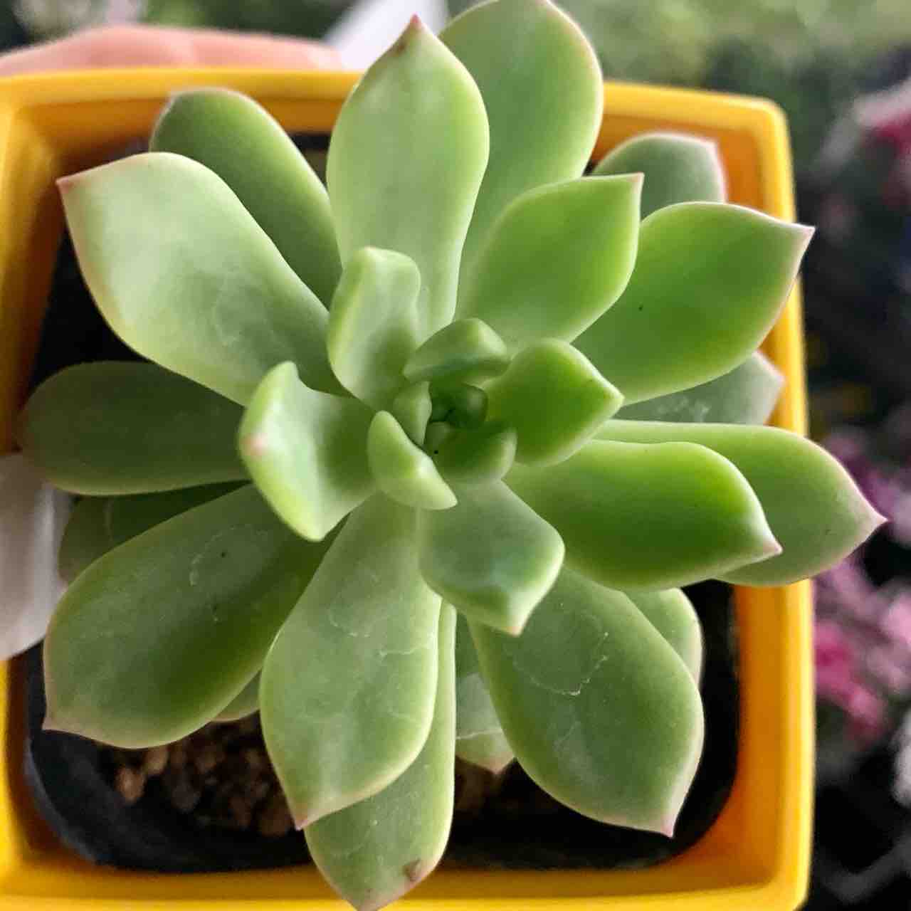 Daiso ダイソー 多肉 9種を紹介 品種特定の参考にどうぞ マンションで植物と暮らす My Garden Life