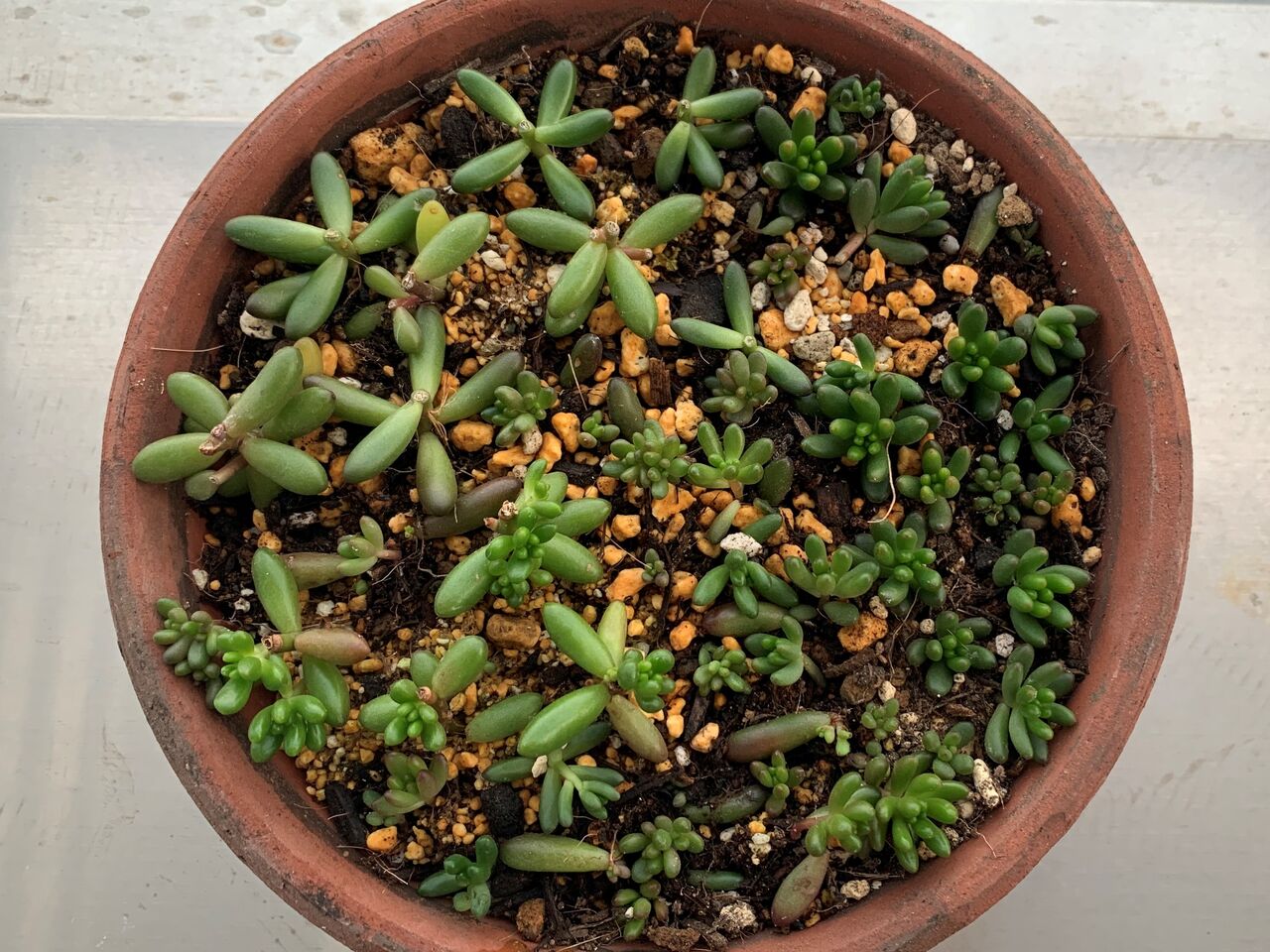 セダム 虹の玉 恋心 ゴールデンカーペットを増やしまくる マンションで植物と暮らす My Garden Life