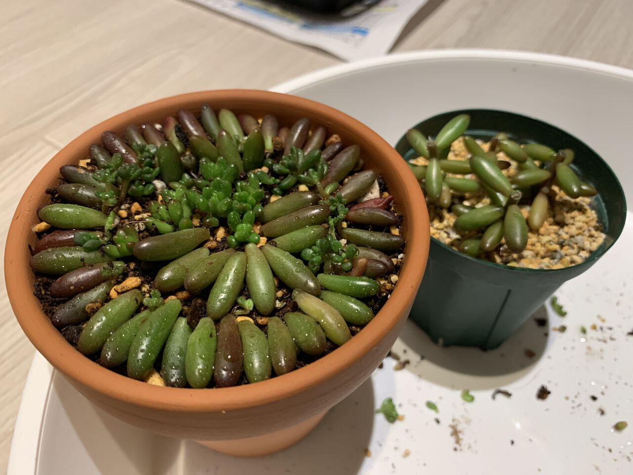 セダム 虹の玉 恋心 ゴールデンカーペットを増やしまくる マンションで植物と暮らす My Garden Life セダム 虹の玉 恋心 ゴールデンカーペットを増やしまくる マンションで植物と暮らす My Garden Life