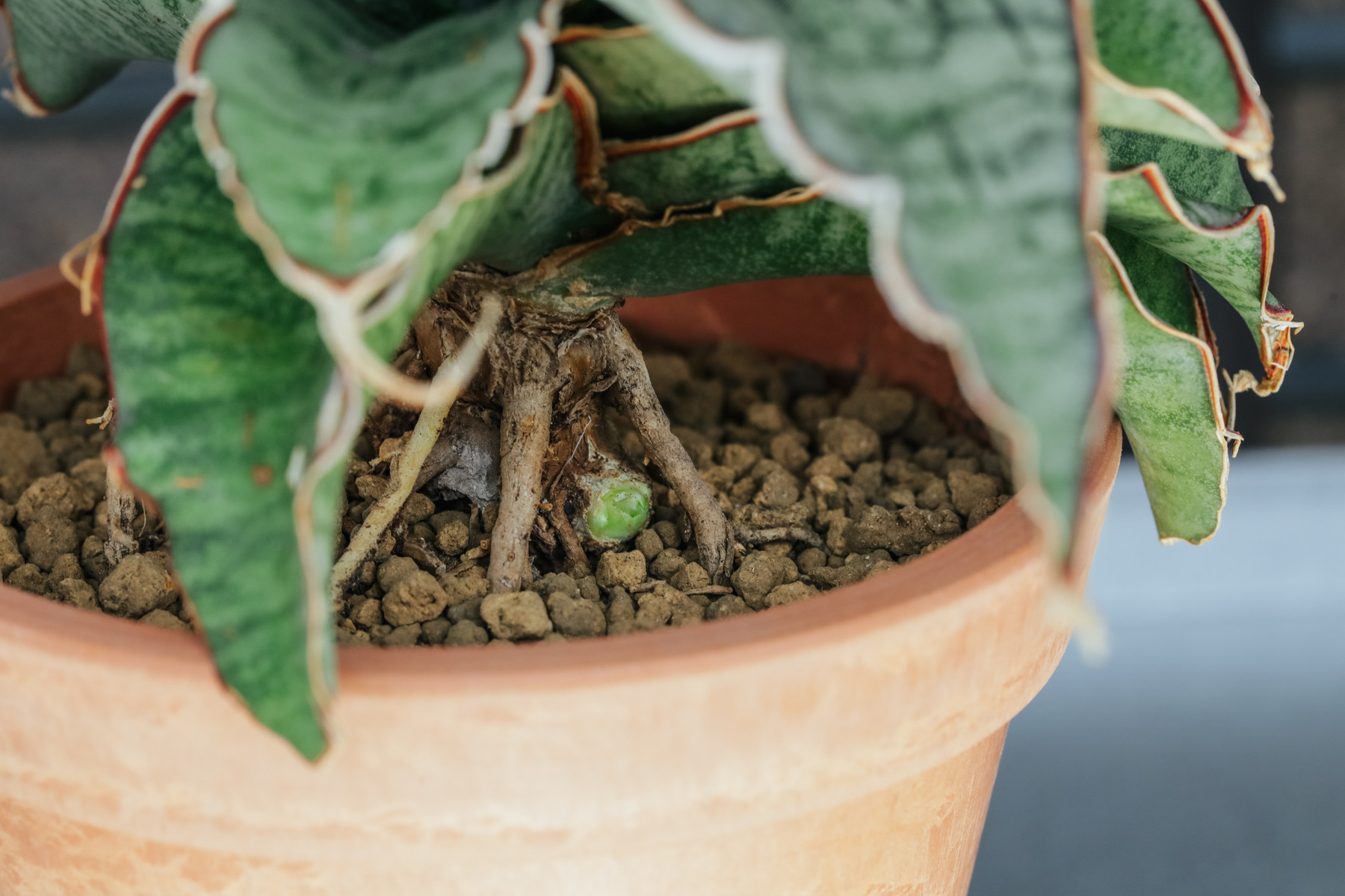 サンスベリア・シルバーブルー　斑入 S.Silver Blue Var サンスベリア シルバーブルー斑入 S.Silver Blue Var