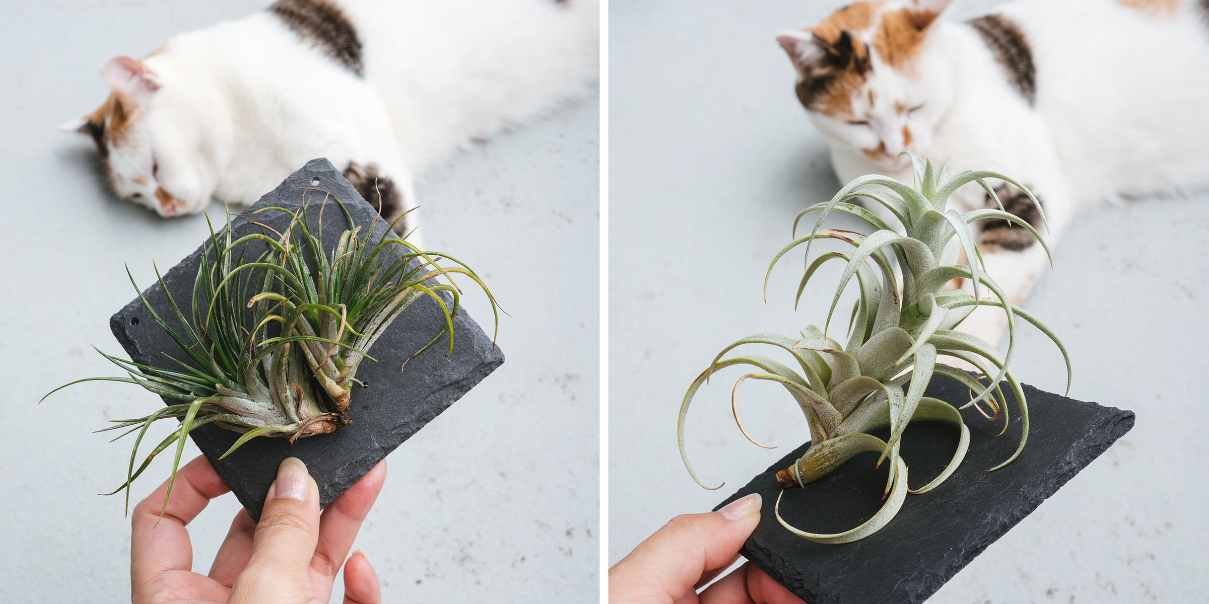 チランジア その1 着生 Botanical Journal