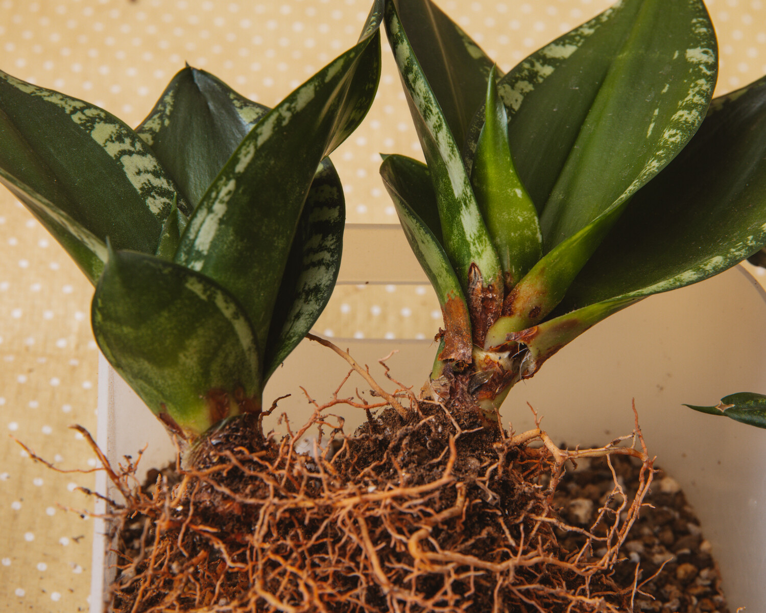 サンセベリアに謎の奇病蔓延 Botanical Journal