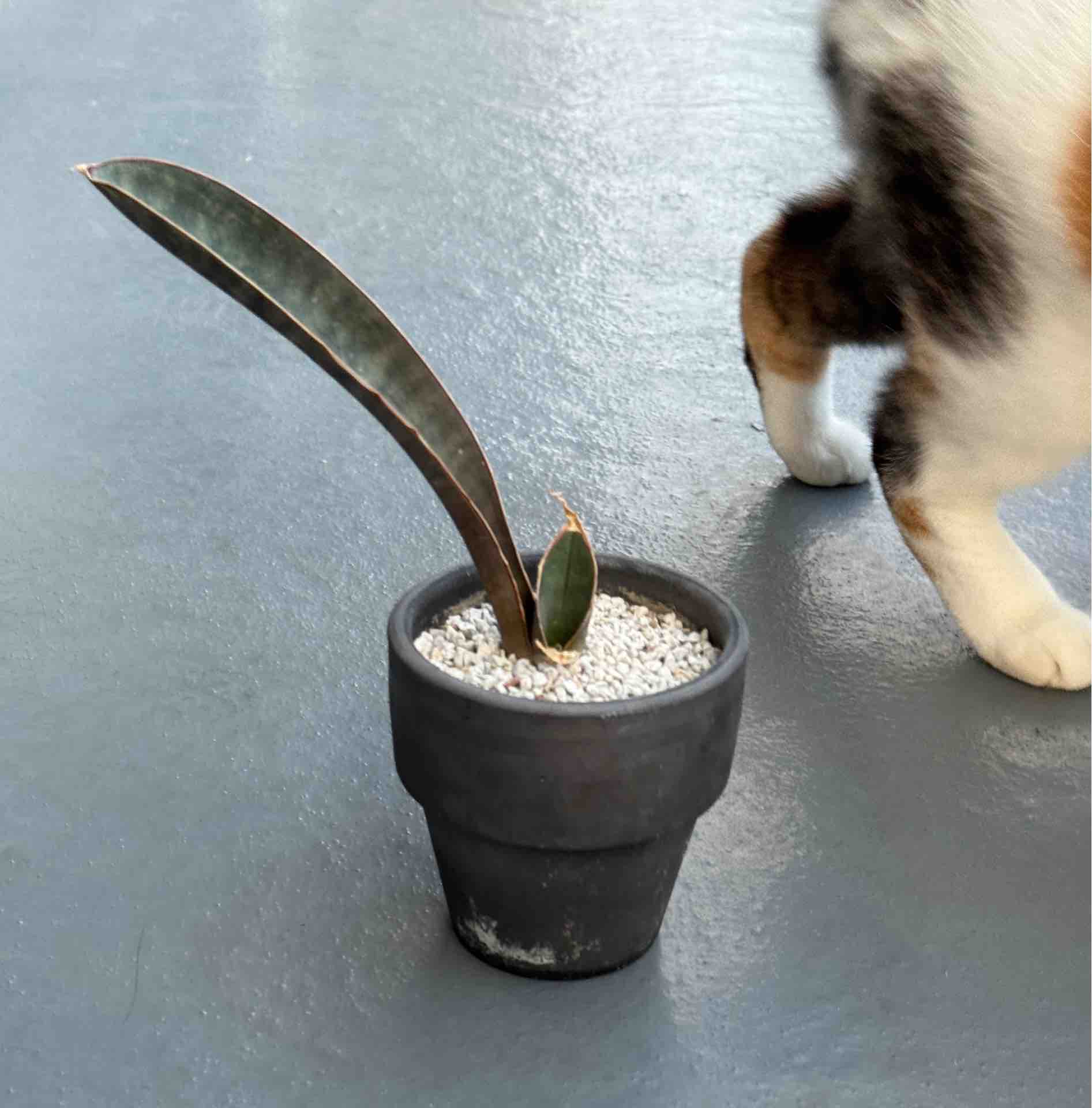 超希少種 サンスベリア スーパーピンク 斑入りSansevieria sp. R2470