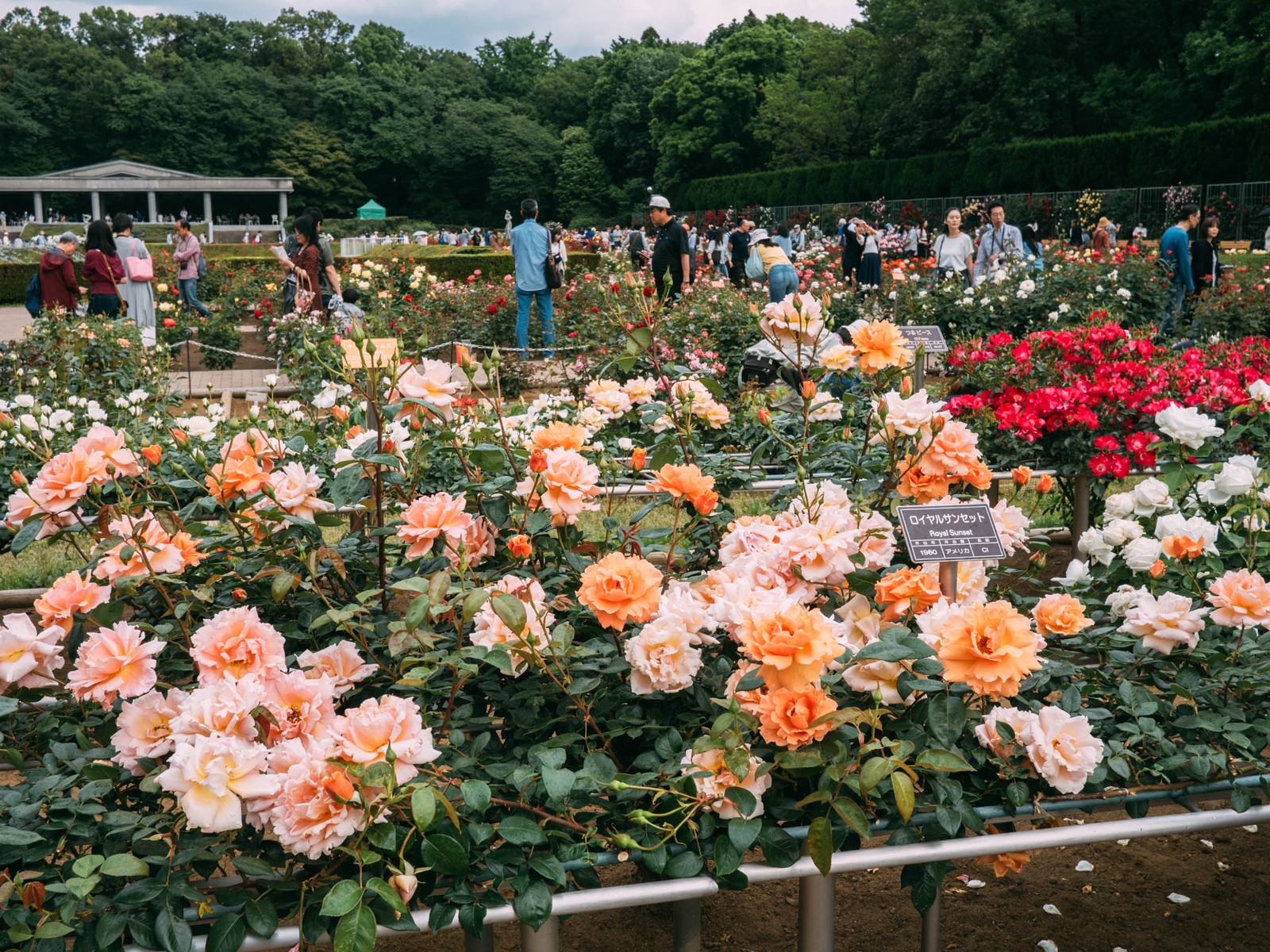 神代植物公園 バラ園 Botanical Journal