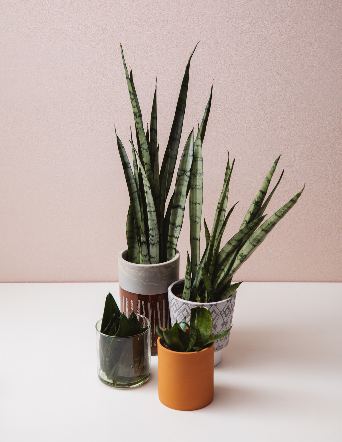 サンセベリアに謎の奇病蔓延 Botanical Journal