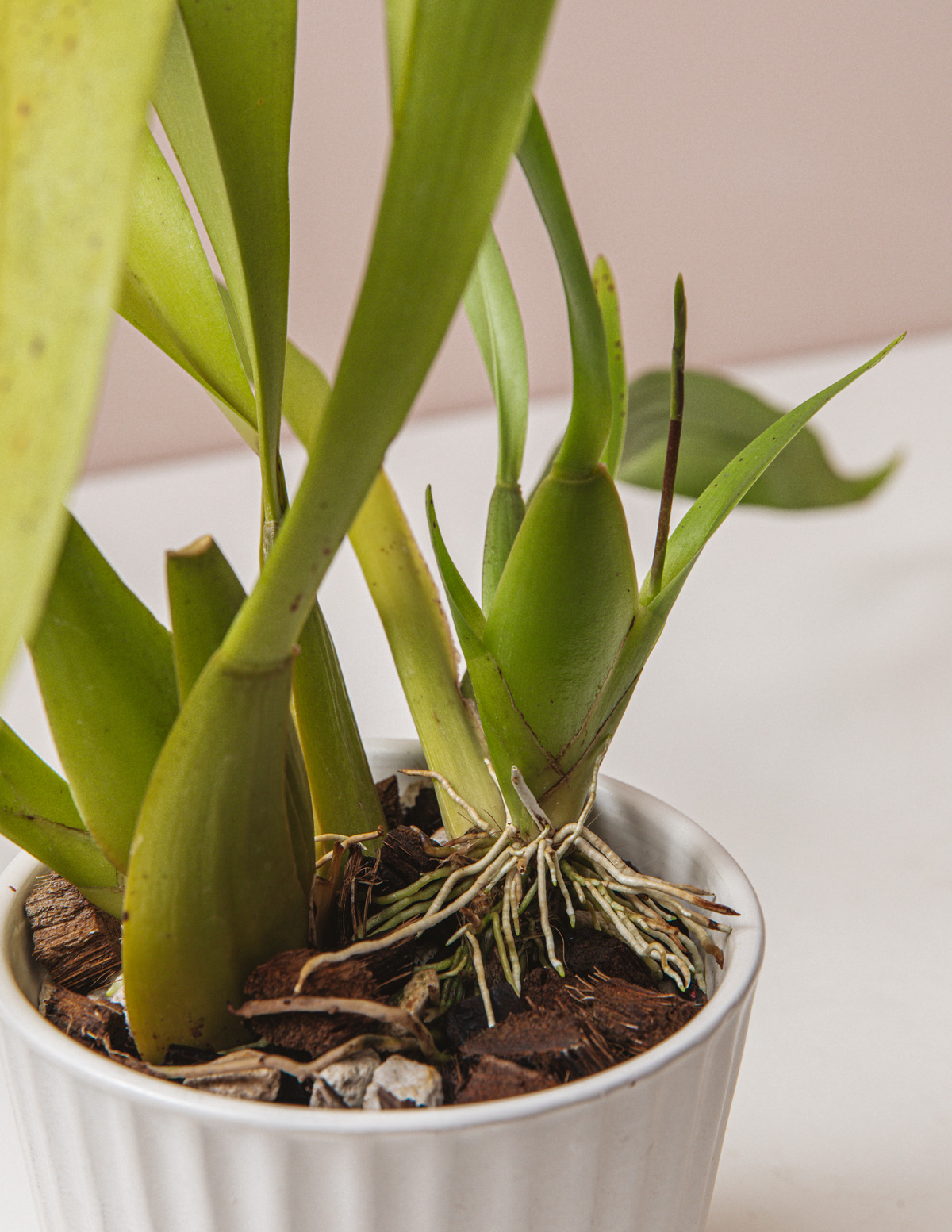 オンシジウムに花芽 Botanical Journal