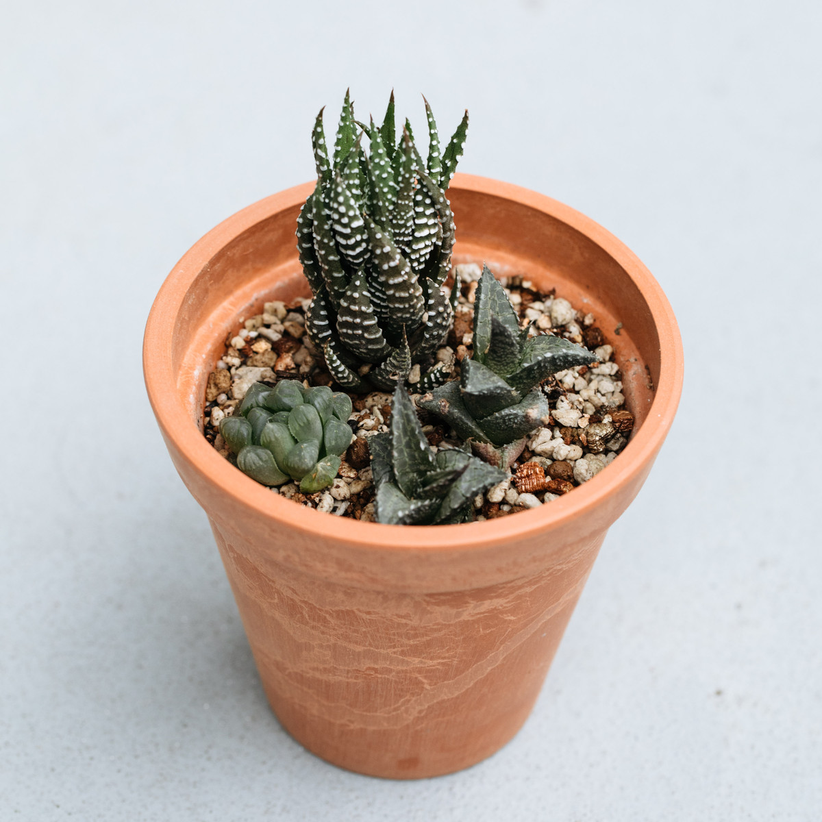 ハオルチア丼 Botanical Journal