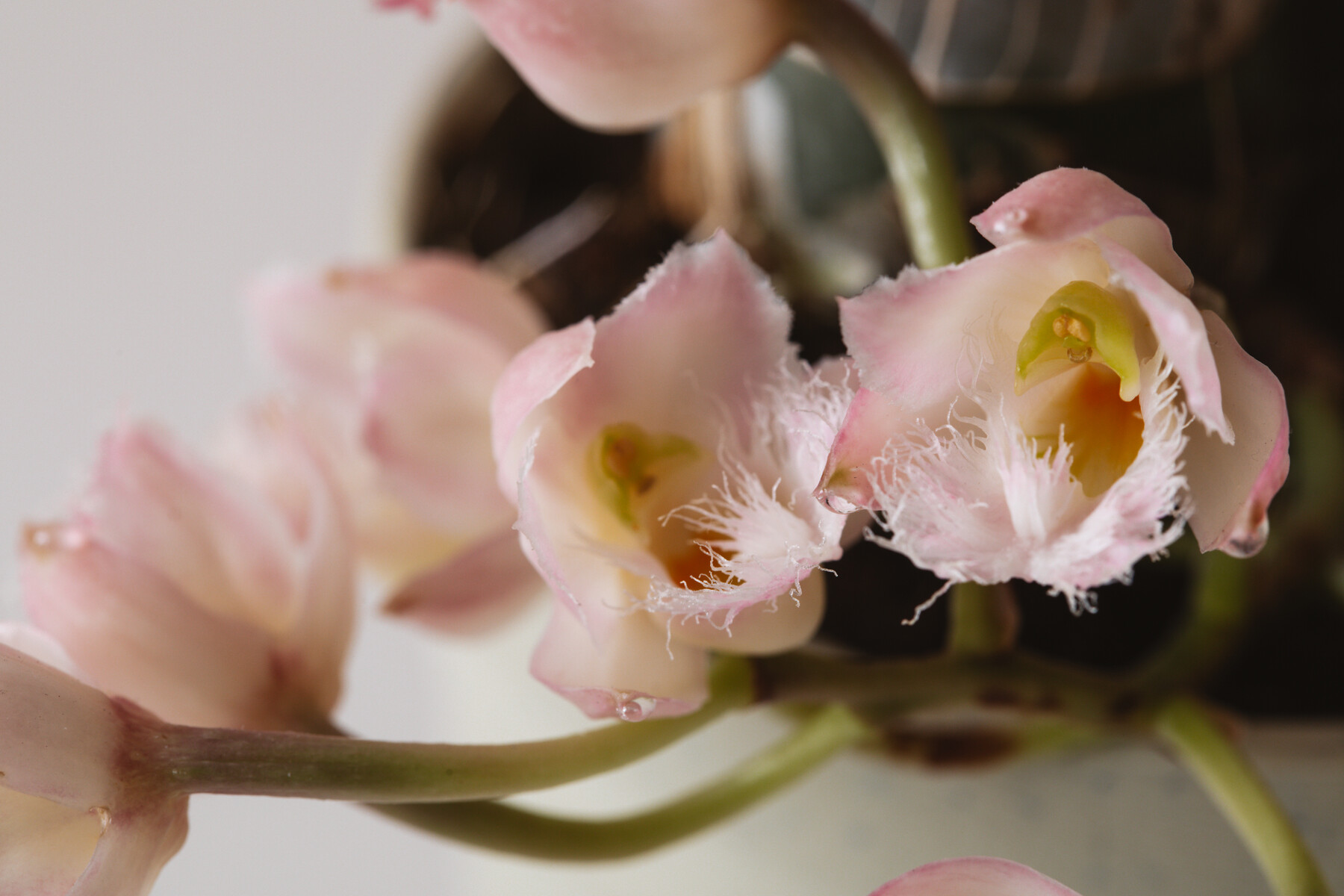 レベッカノーザンに待望の花芽 Botanical Journal