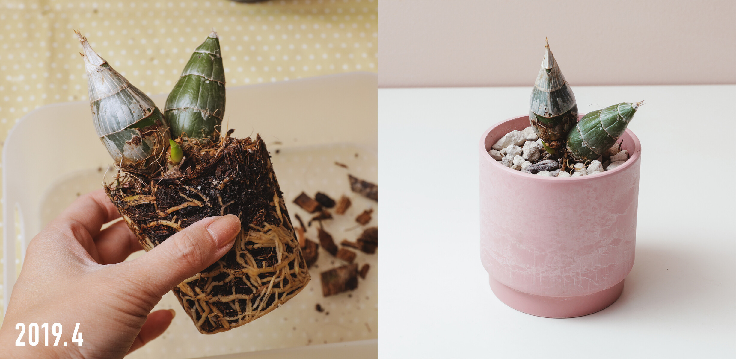 レベッカノーザンに待望の花芽 Botanical Journal レベッカノーザンに待望の花芽 Botanical Journal