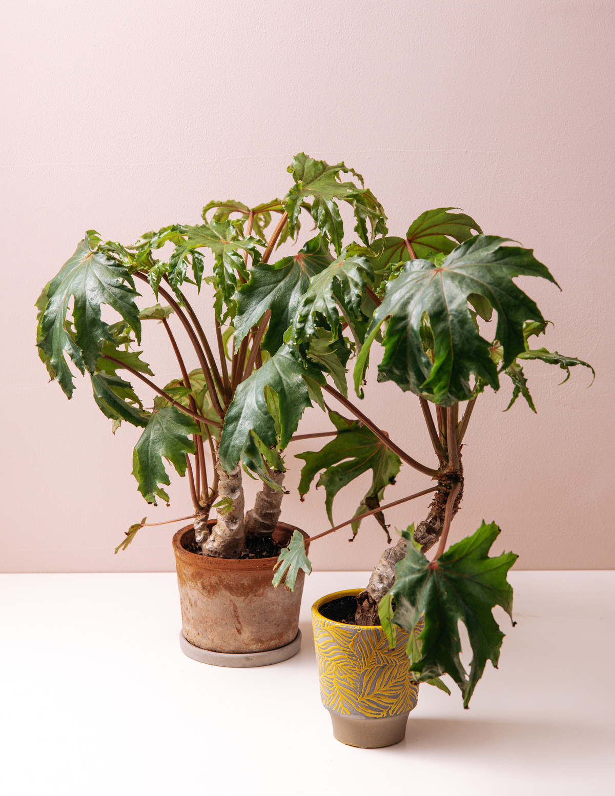 【さらにお値下げしました】ベゴニア百科 さくらベゴニア 4ヶ月の成長記録 : BOTANICAL JOURNAL