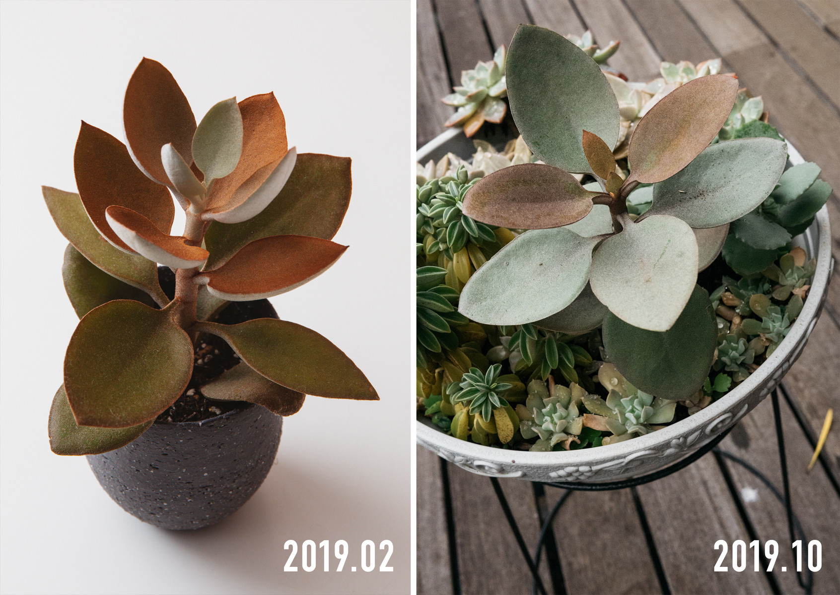 庭の多肉鉢 半年の成長記録 その3 Botanical Journal