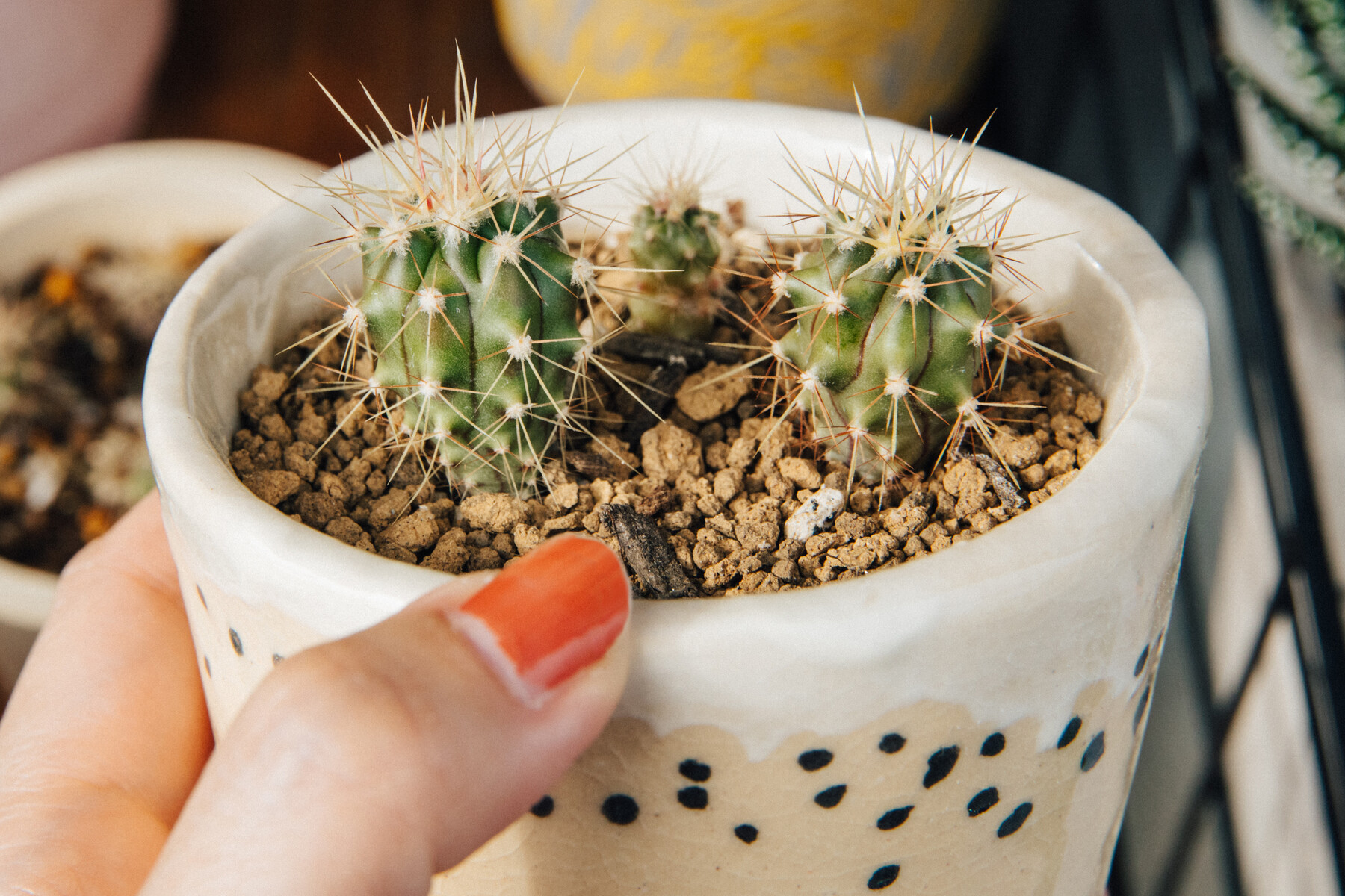 Eggling サボテン実生 その5 1年経過 Botanical Journal Eggling サボテン実生 その5 1年経過 Botanical Journal