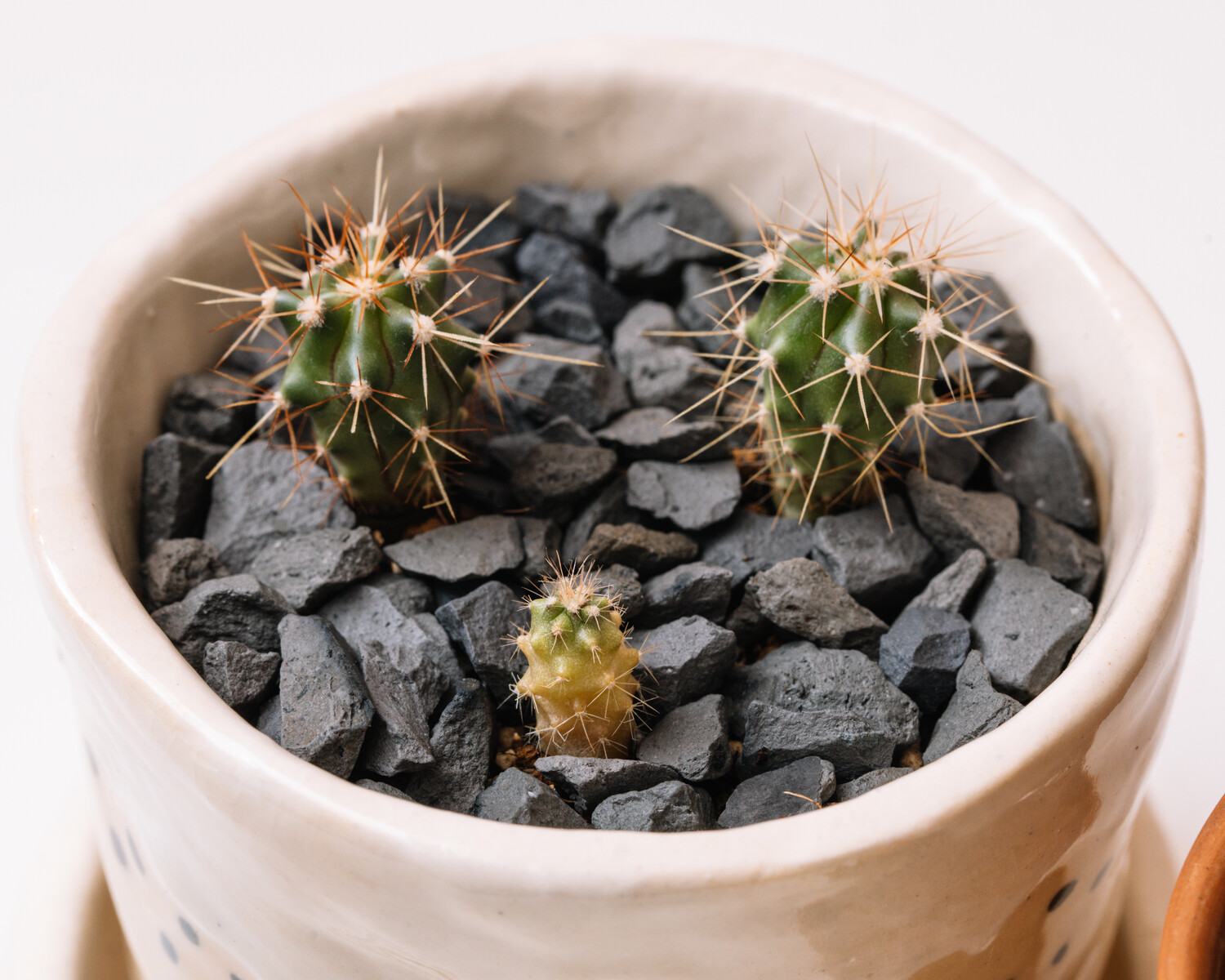 eggling サボテン実生 その4【10ヶ月経過】 : BOTANICAL JOURNAL