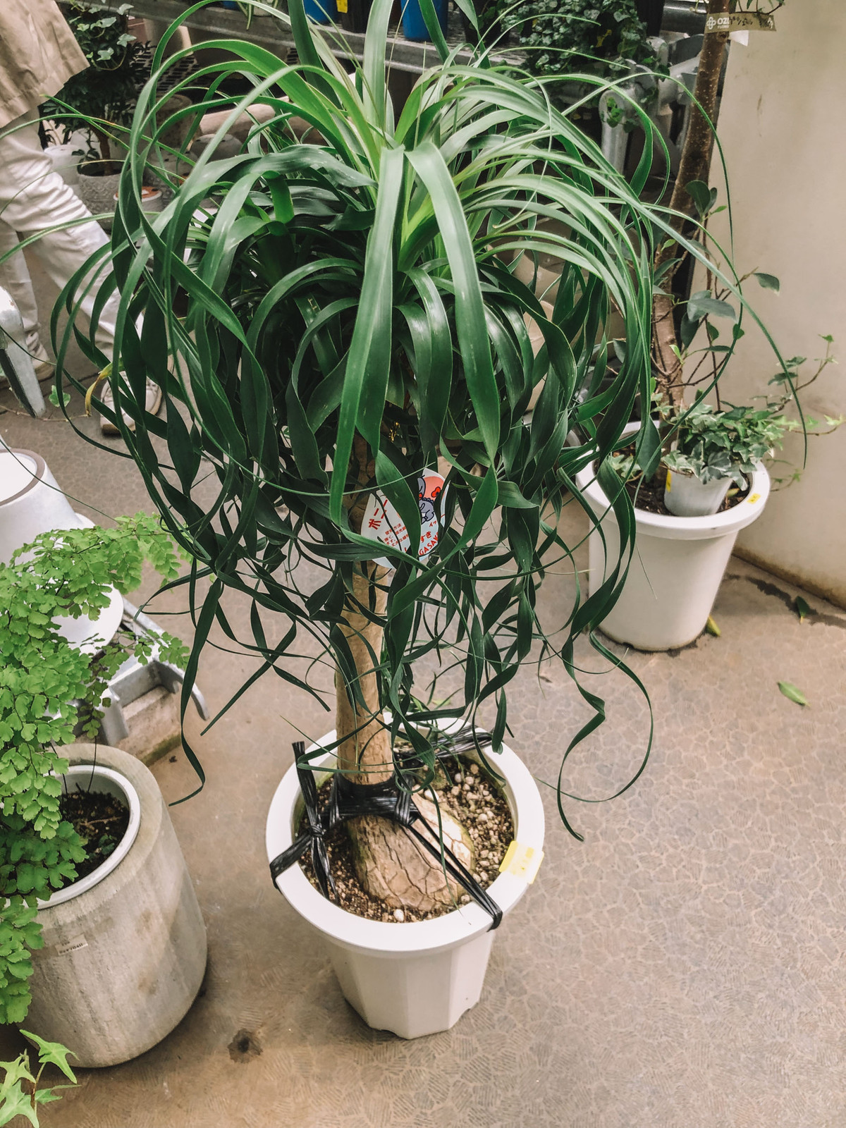 オザキフラワーパーク春のセール 行って来ました Botanical Journal