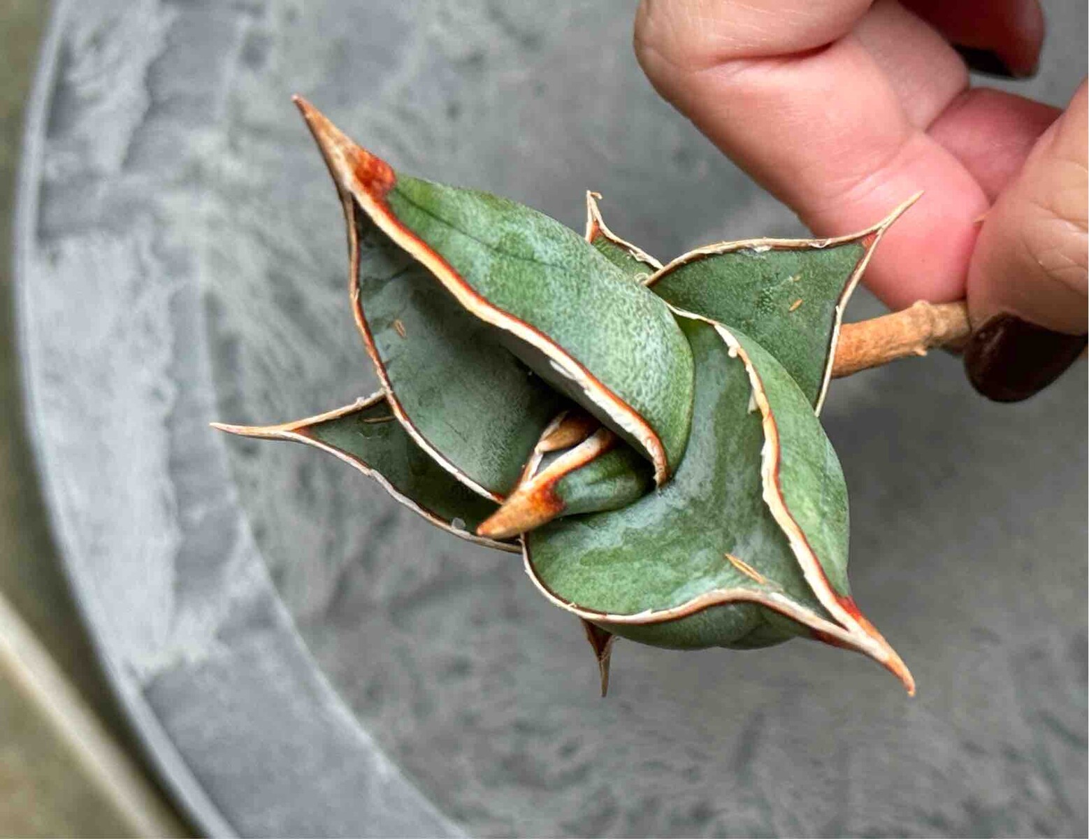 ベアルート強者ピングイキュラDAGGER : BOTANICAL JOURNAL
