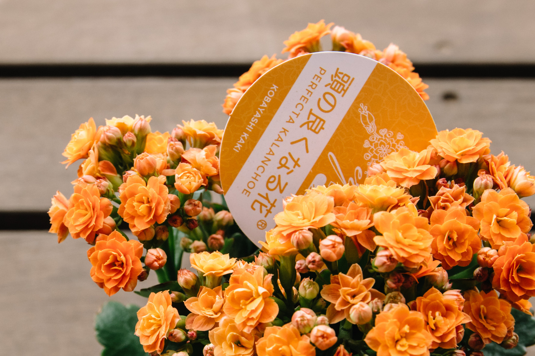 アジアンタムと頭の良くなる Botanical Journal アジアンタムと頭の良くなる Botanical Journal