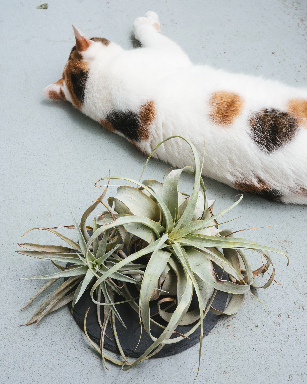 チランジア その1 着生 Botanical Journal