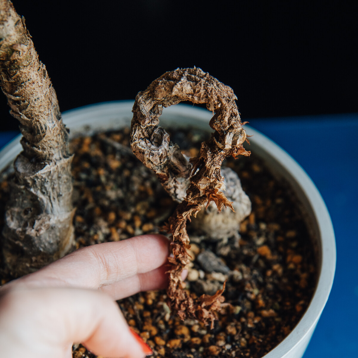 さくらベゴニアがピンチです Botanical Journal