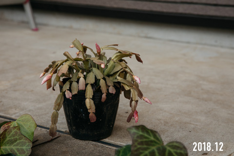 シャコバサボテン再生 Botanical Journal