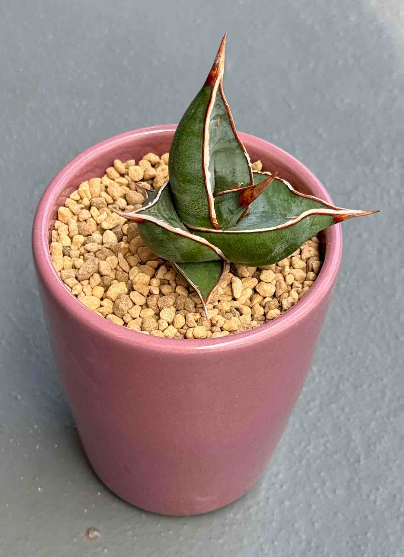 ベアルート強者ピングイキュラDAGGER : BOTANICAL JOURNAL