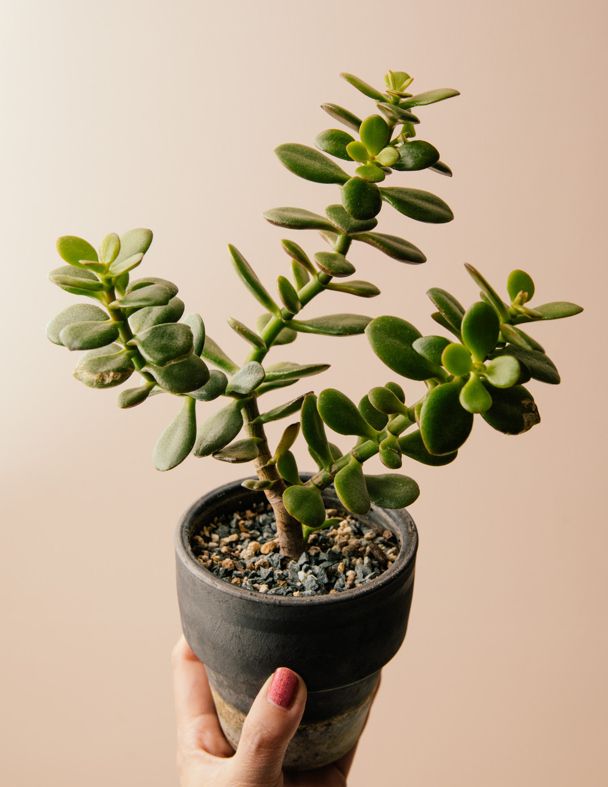 花月と書いて金のなる木と読む Botanical Journal