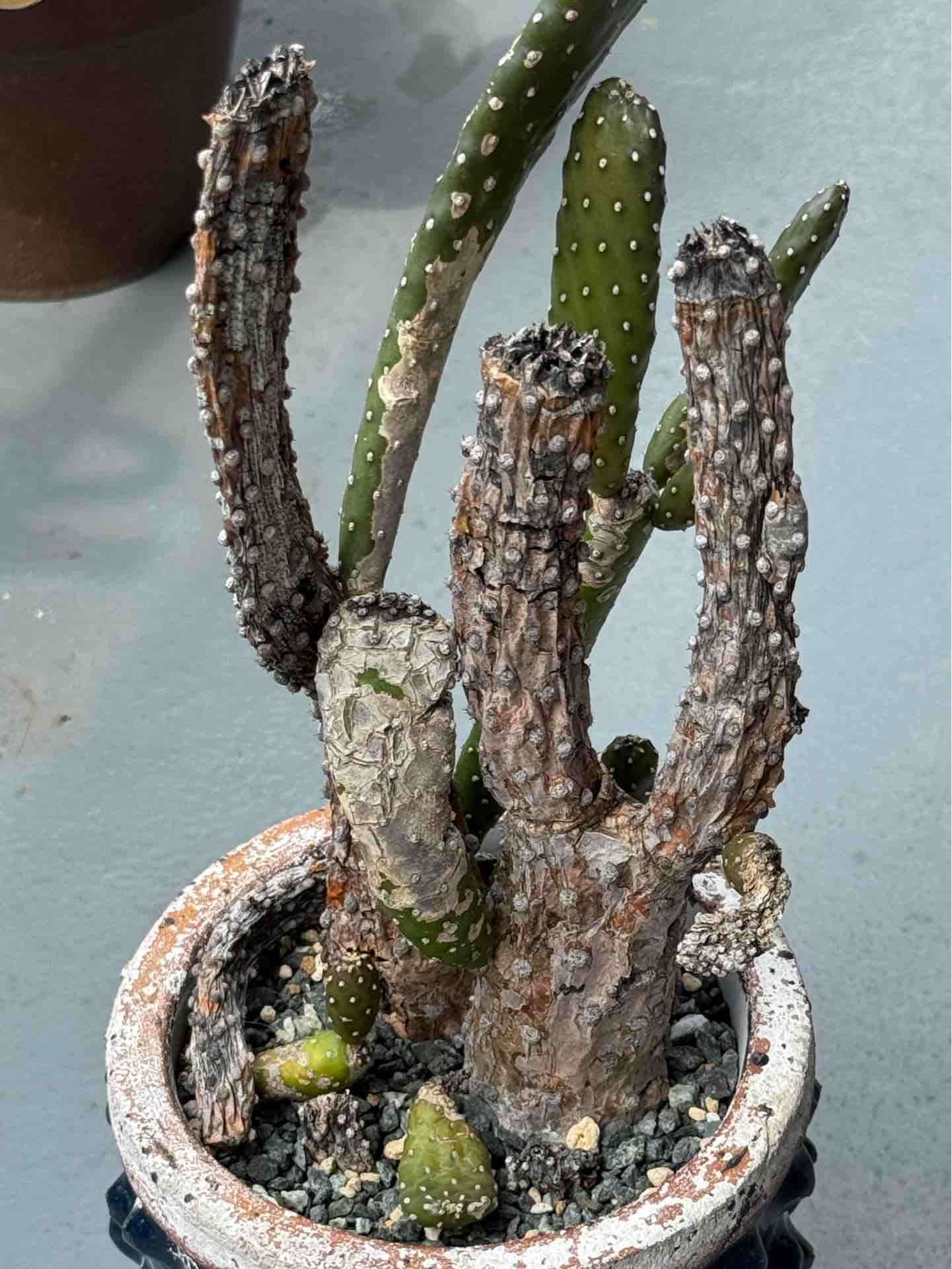 ★サボテン スミエボシ 特大！ 多肉植物：うちわサボテン “ スミエボシ（墨烏帽子）（特大）*受け皿付
