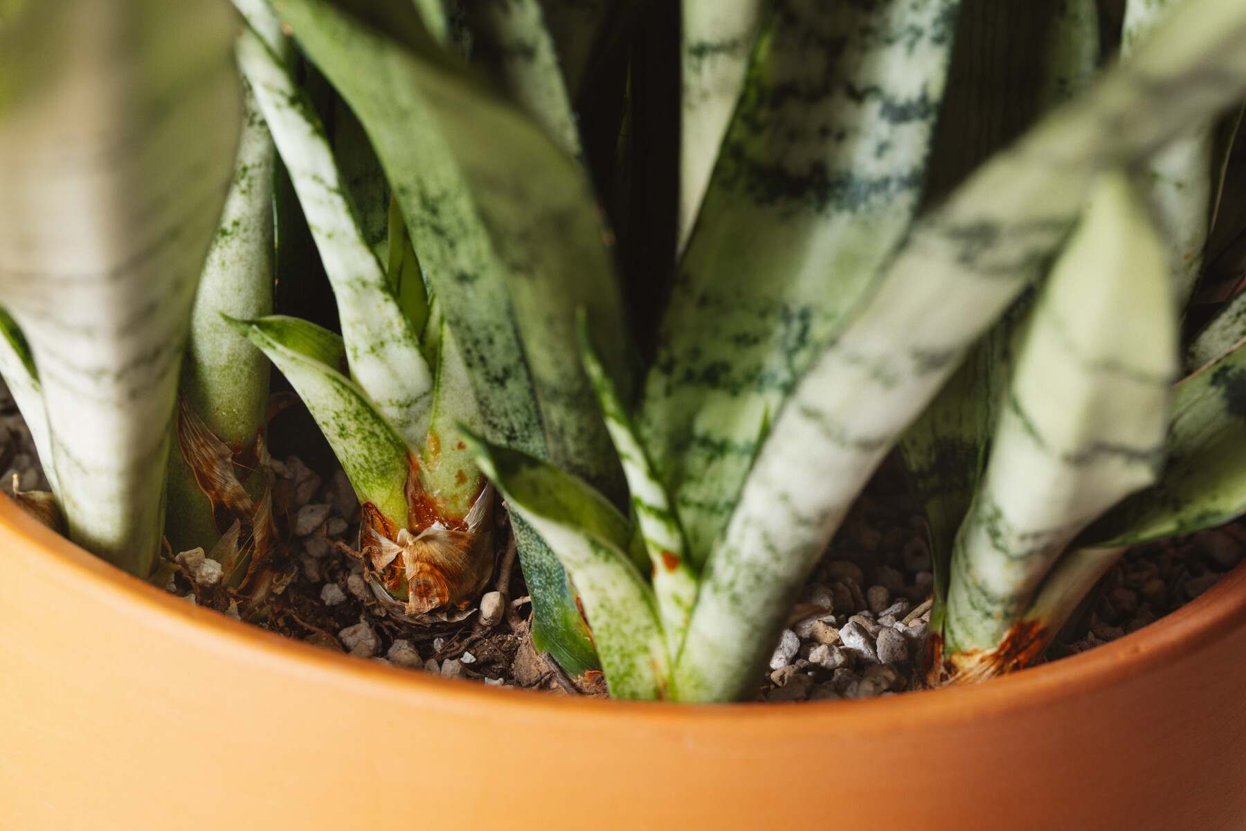 サンセベリアに謎の奇病蔓延 Botanical Journal