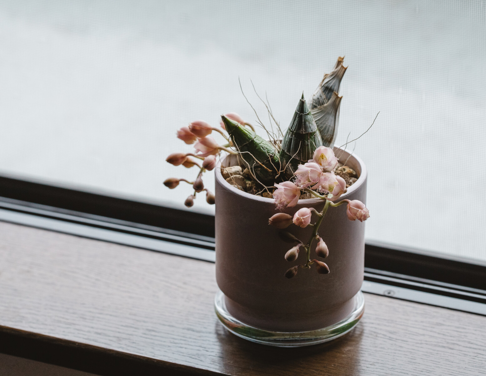 レベッカノーザン グレープフルーツピンク開花 : BOTANICAL JOURNAL