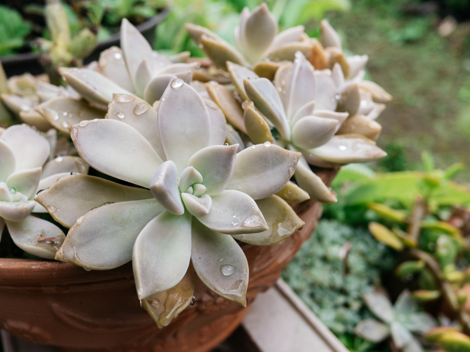 庭の多肉鉢 半年の成長記録（その2） : BOTANICAL JOURNAL