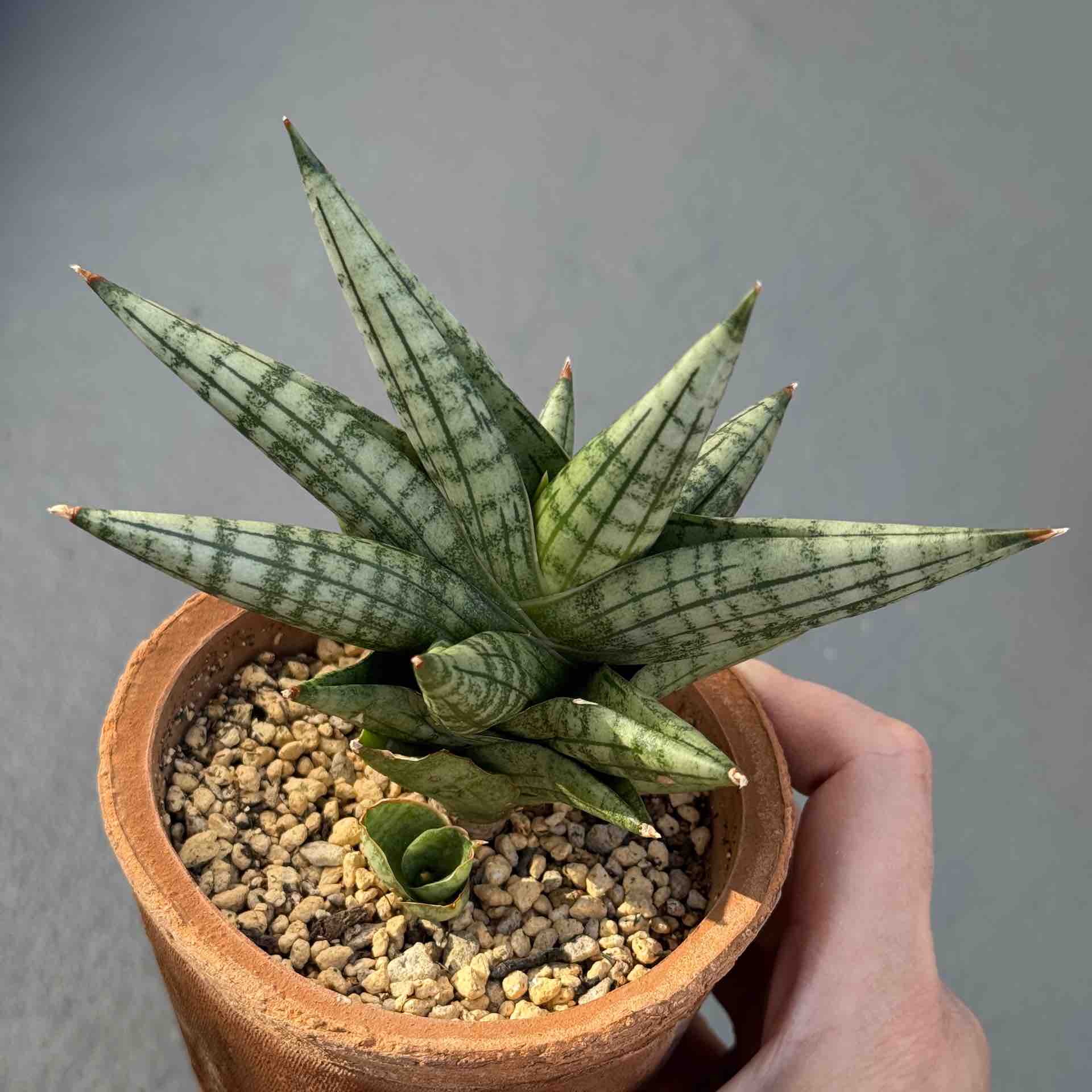 サンスベリア（大）麻袋付き 観葉植物 4号 サンスベリア」の人気商品